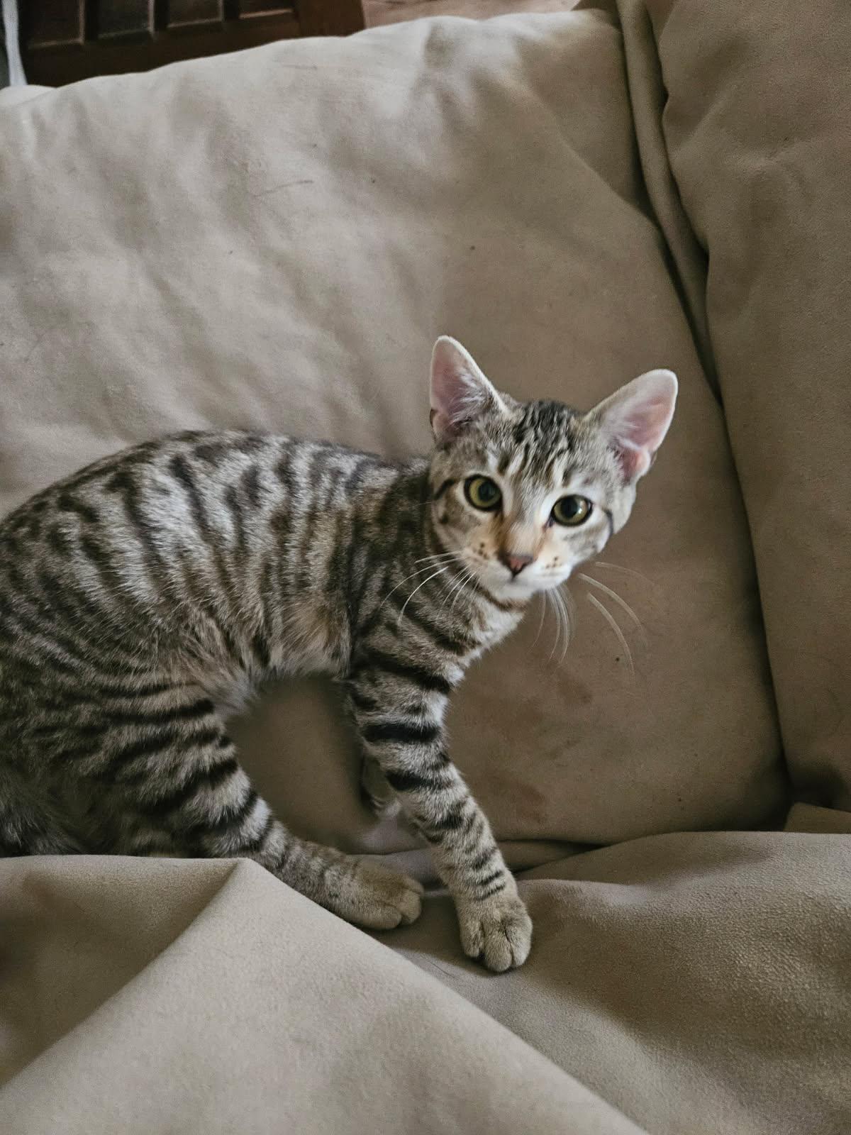 Enlarge Xena, a ADOPTABLE Domestic Short Hair in Huffman, TX image 1/2