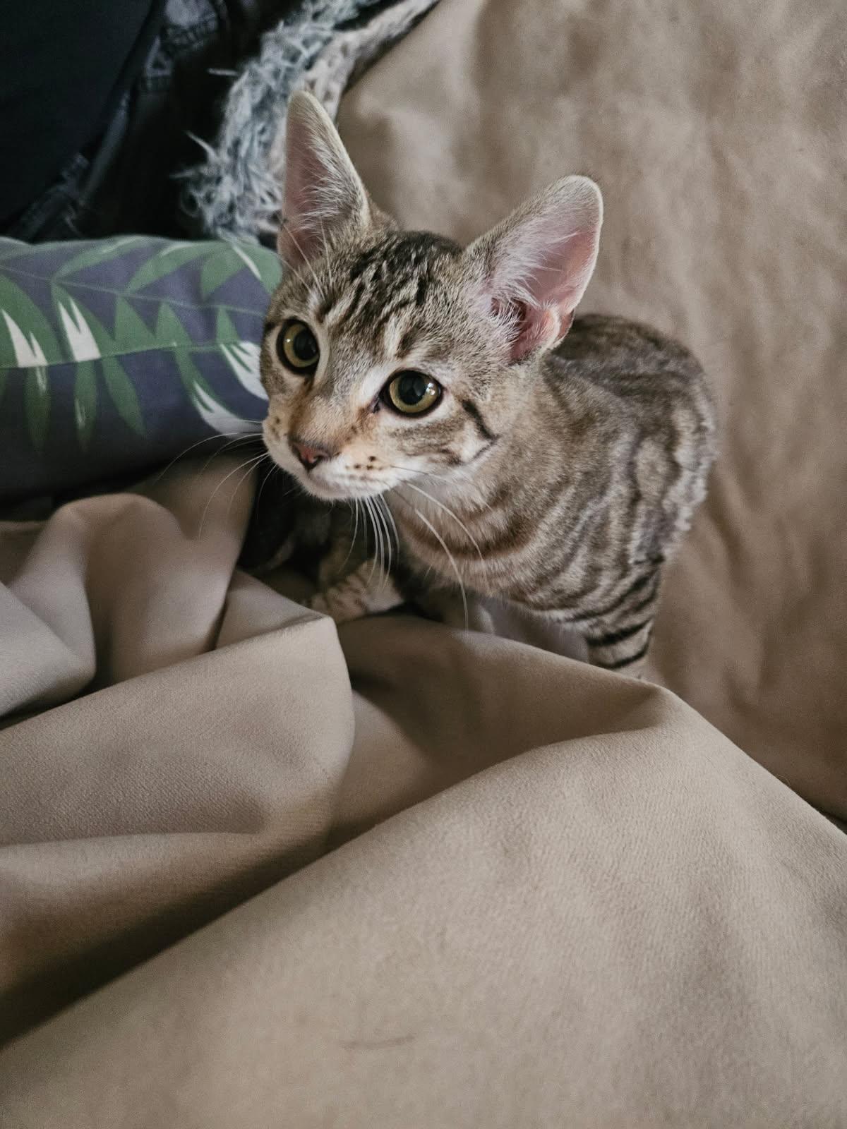 Enlarge Xena, a ADOPTABLE Domestic Short Hair in Huffman, TX image 2/2