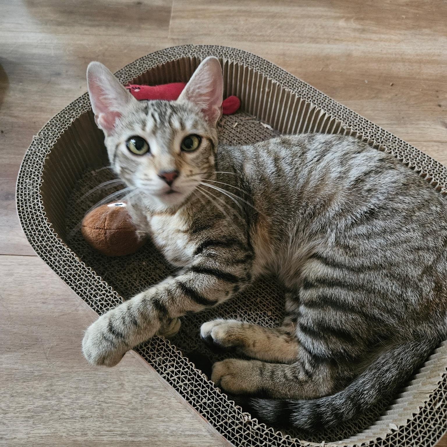 Xena, a ADOPTABLE Domestic Short Hair in Huffman, TX image 2/6