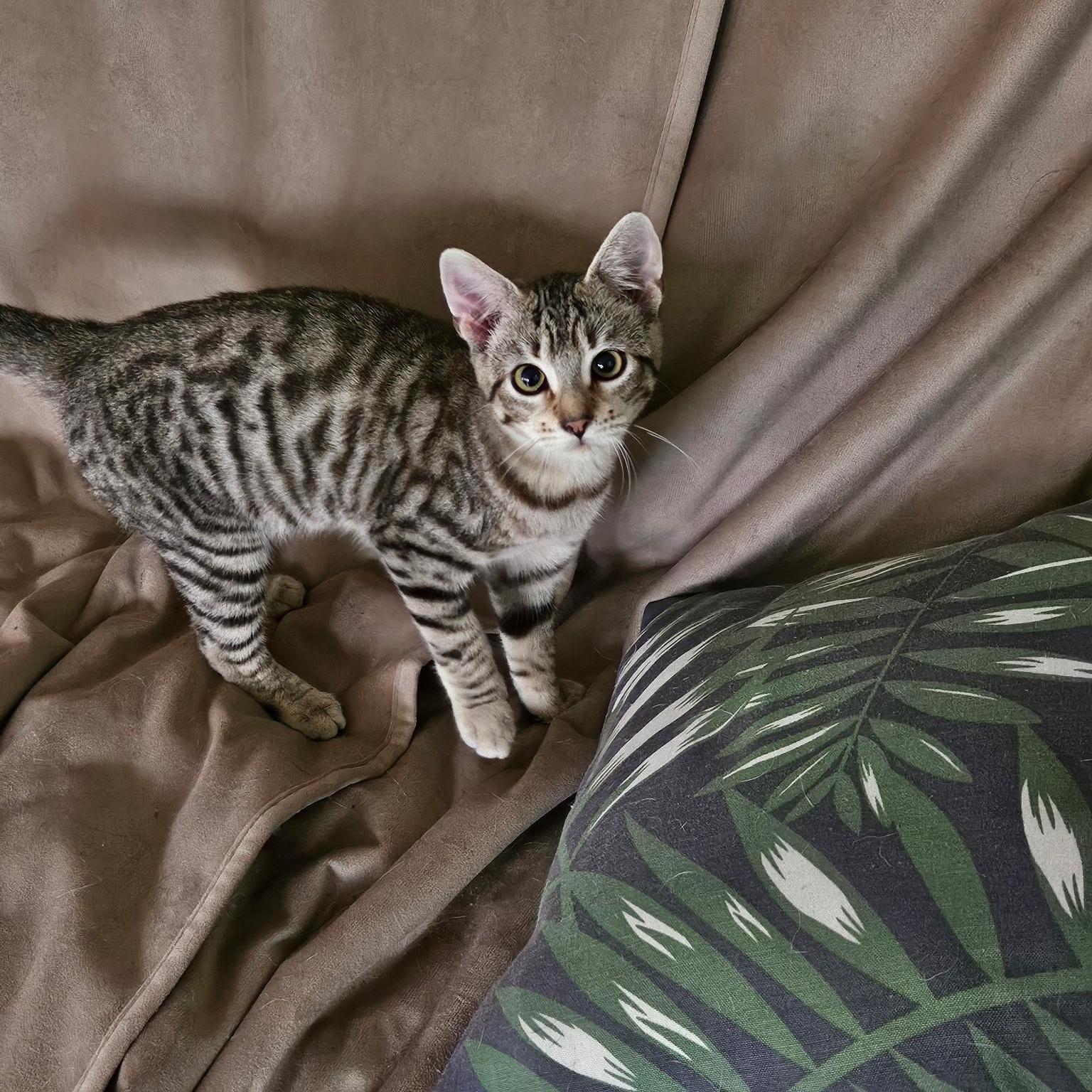 Xena, a ADOPTABLE Domestic Short Hair in Huffman, TX image 5/5