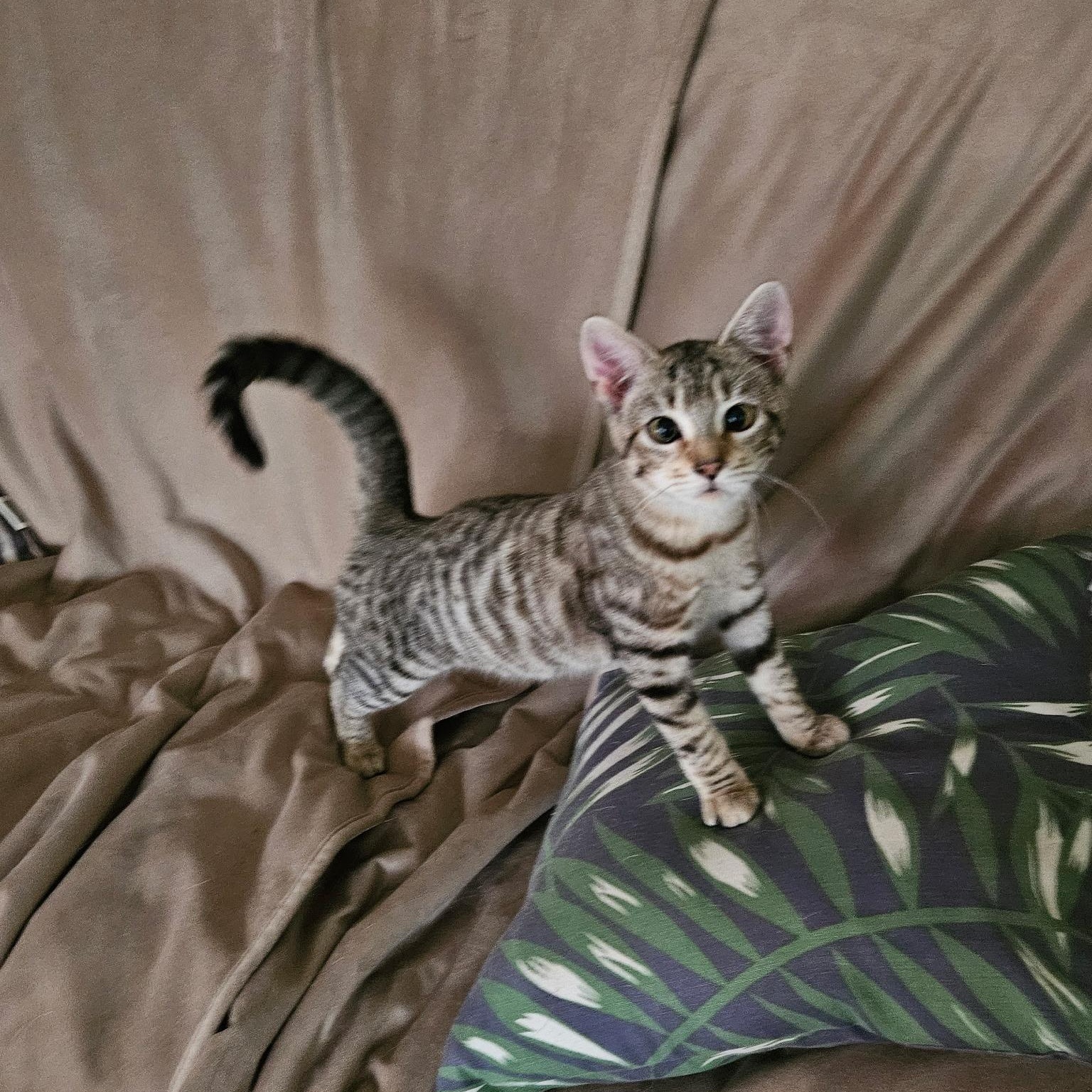 Xena, a ADOPTABLE Domestic Short Hair in Huffman, TX image 1/5