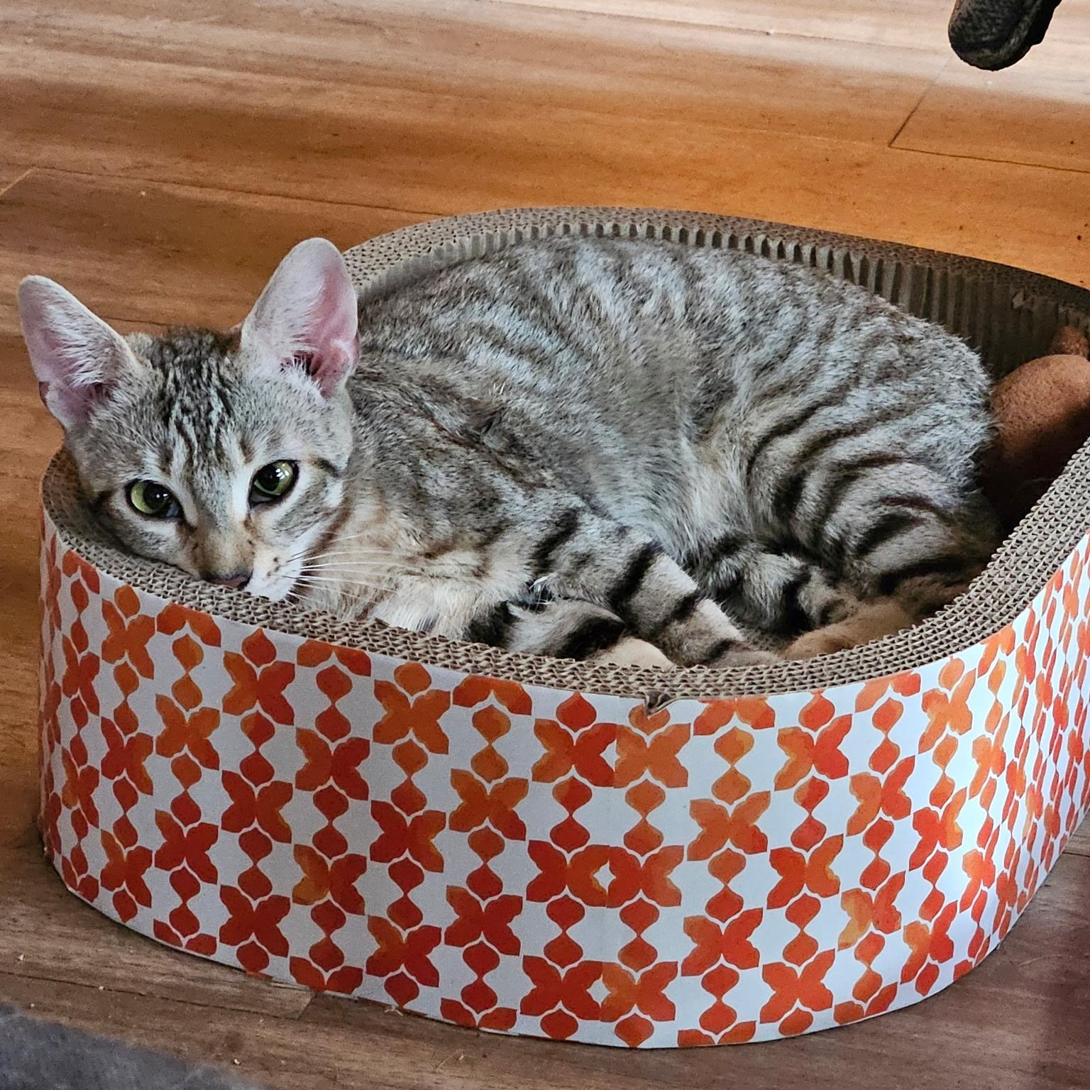 Xena, a ADOPTABLE Domestic Short Hair in Huffman, TX image 4/6