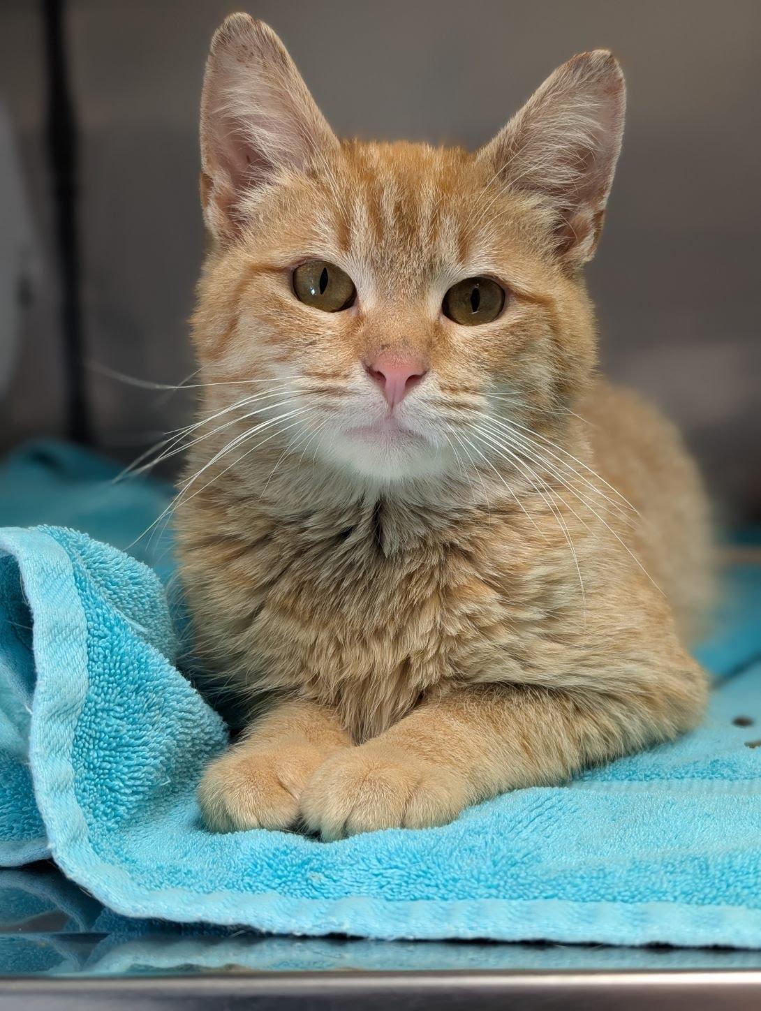 Enlarge Whirlwind, a Adoptable Domestic Short Hair in Lancaster, PA image 2/3