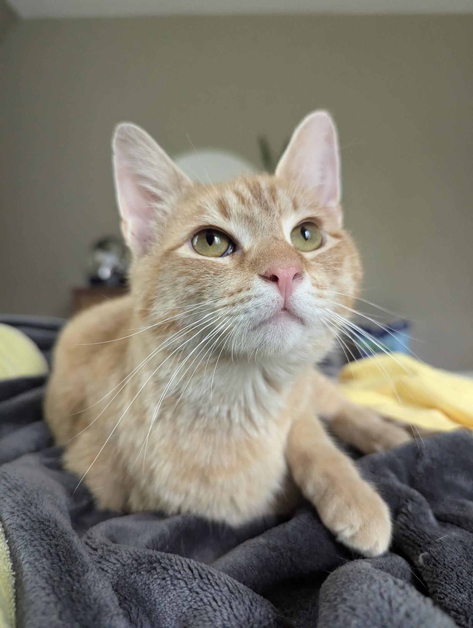 Enlarge Whirlwind, a Adoptable Domestic Short Hair in Lancaster, PA image 3/3