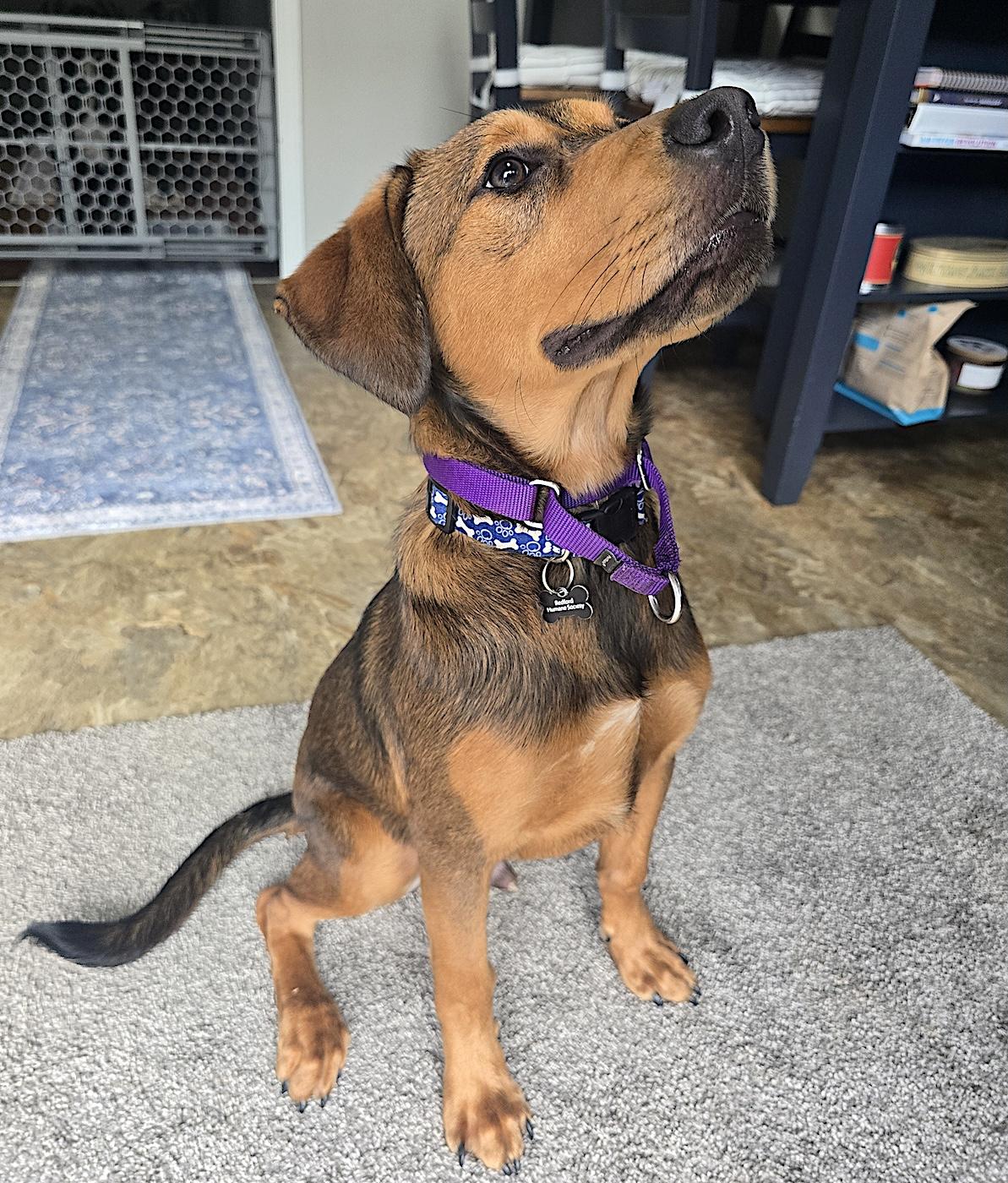 Batman, an adopted mixed breed in Bedford, VA image 5/5