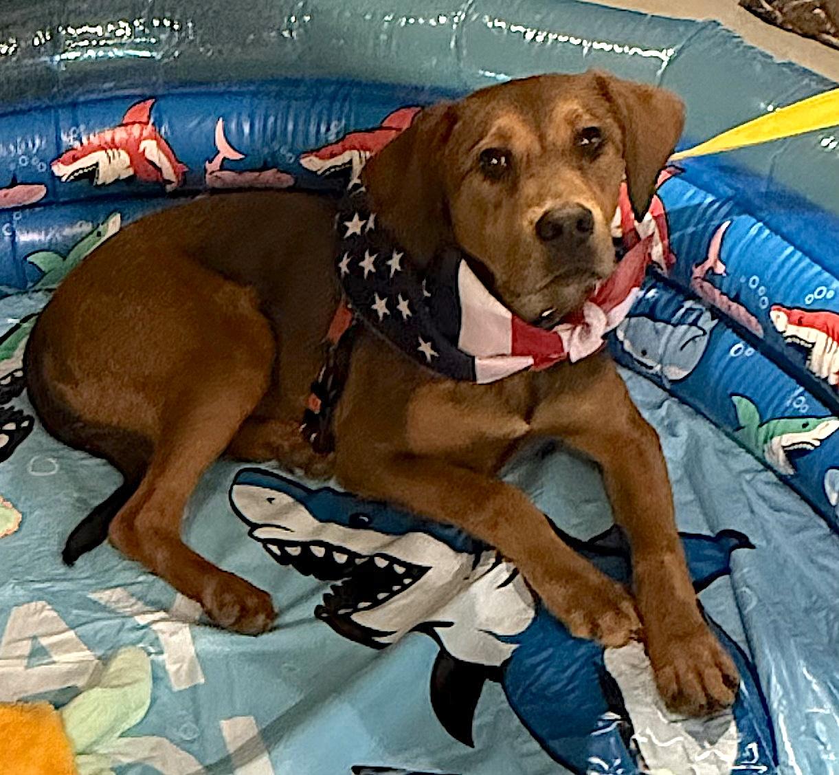 Batman, an adopted mixed breed in Bedford, VA image 3/5