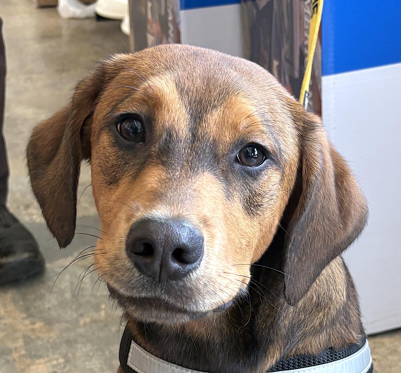 Batman, an adopted mixed breed in Bedford, VA image 1/5