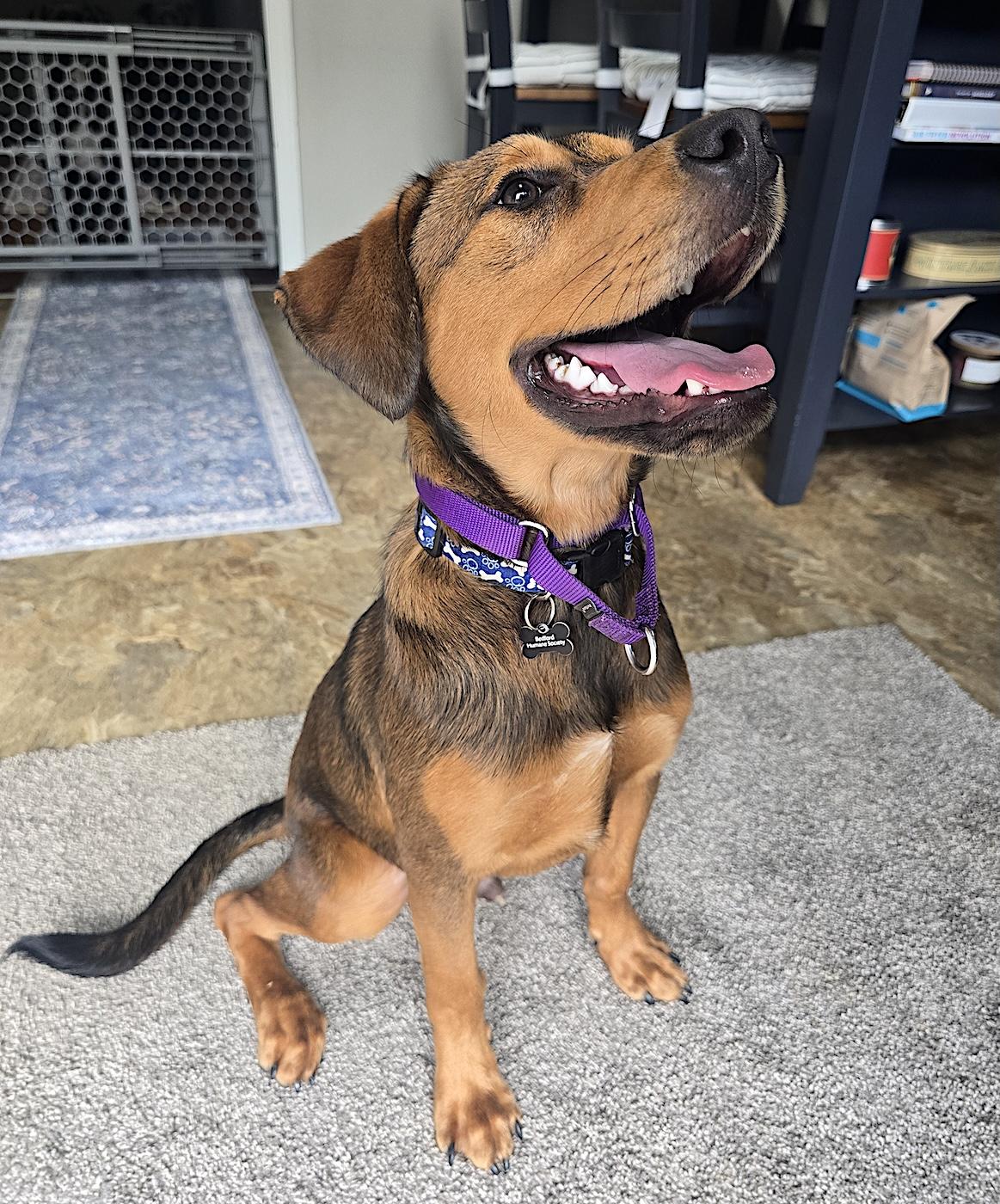 Batman, an adopted mixed breed in Bedford, VA image 2/5