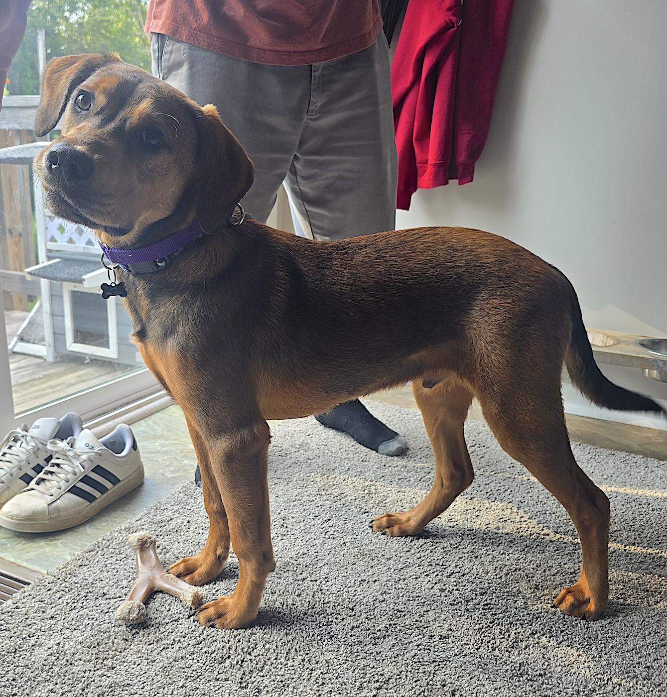 Batman, an adopted mixed breed in Bedford, VA image 4/5