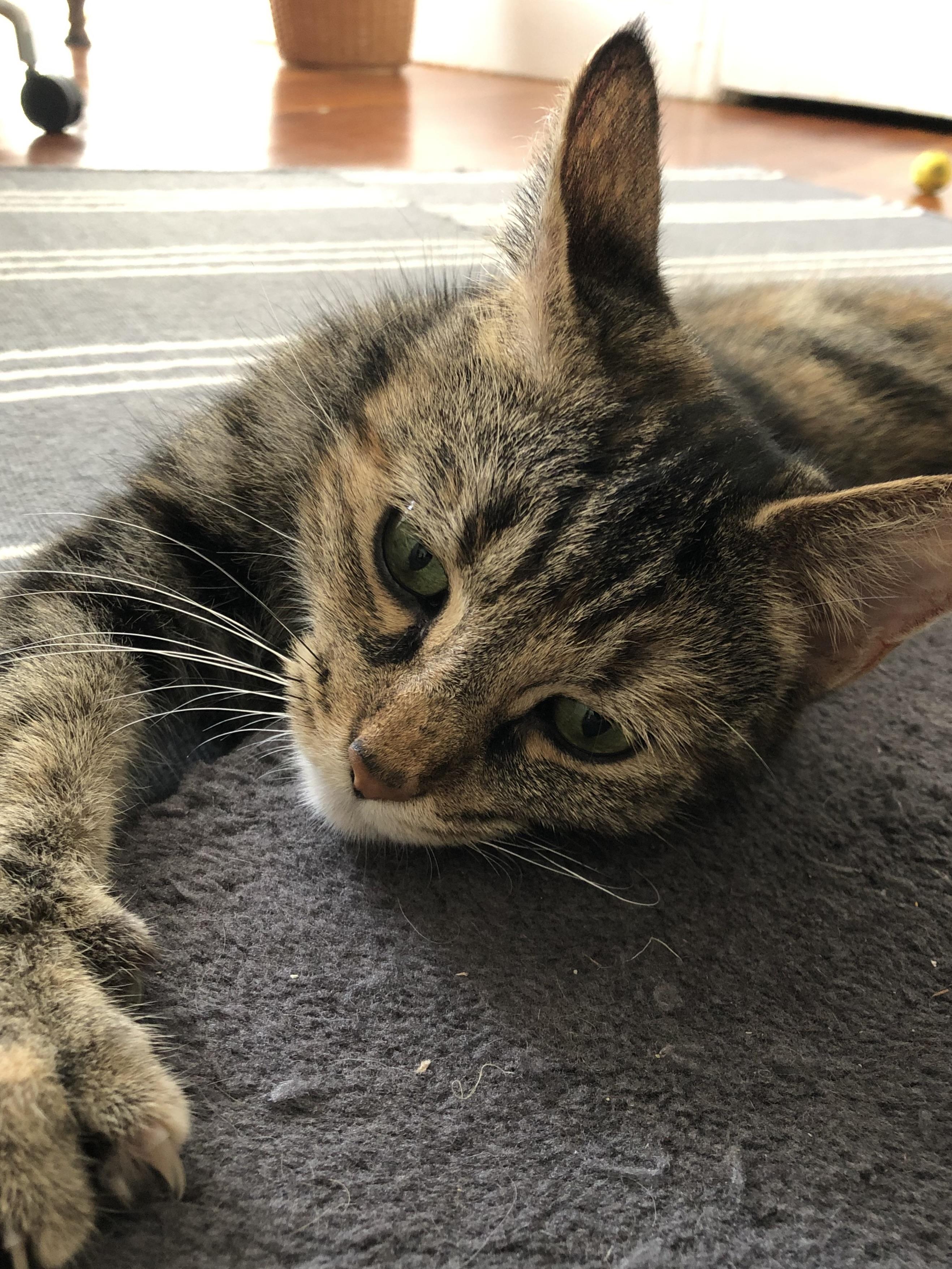 Cinnamon, a Adoptable Domestic Short Hair in San Francisco, CA image 1/6