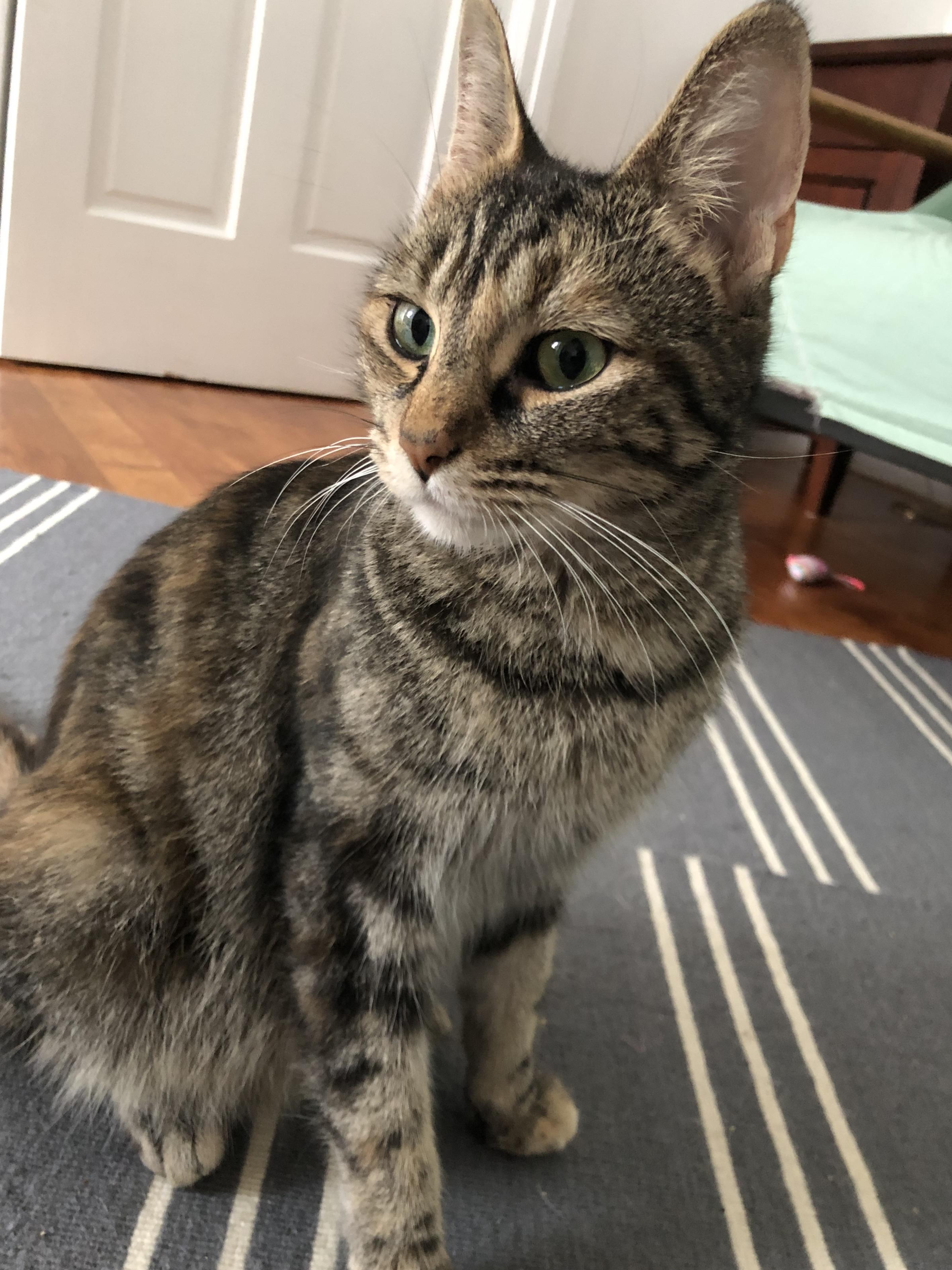 Cinnamon, a Adoptable Domestic Short Hair in San Francisco, CA image 4/6