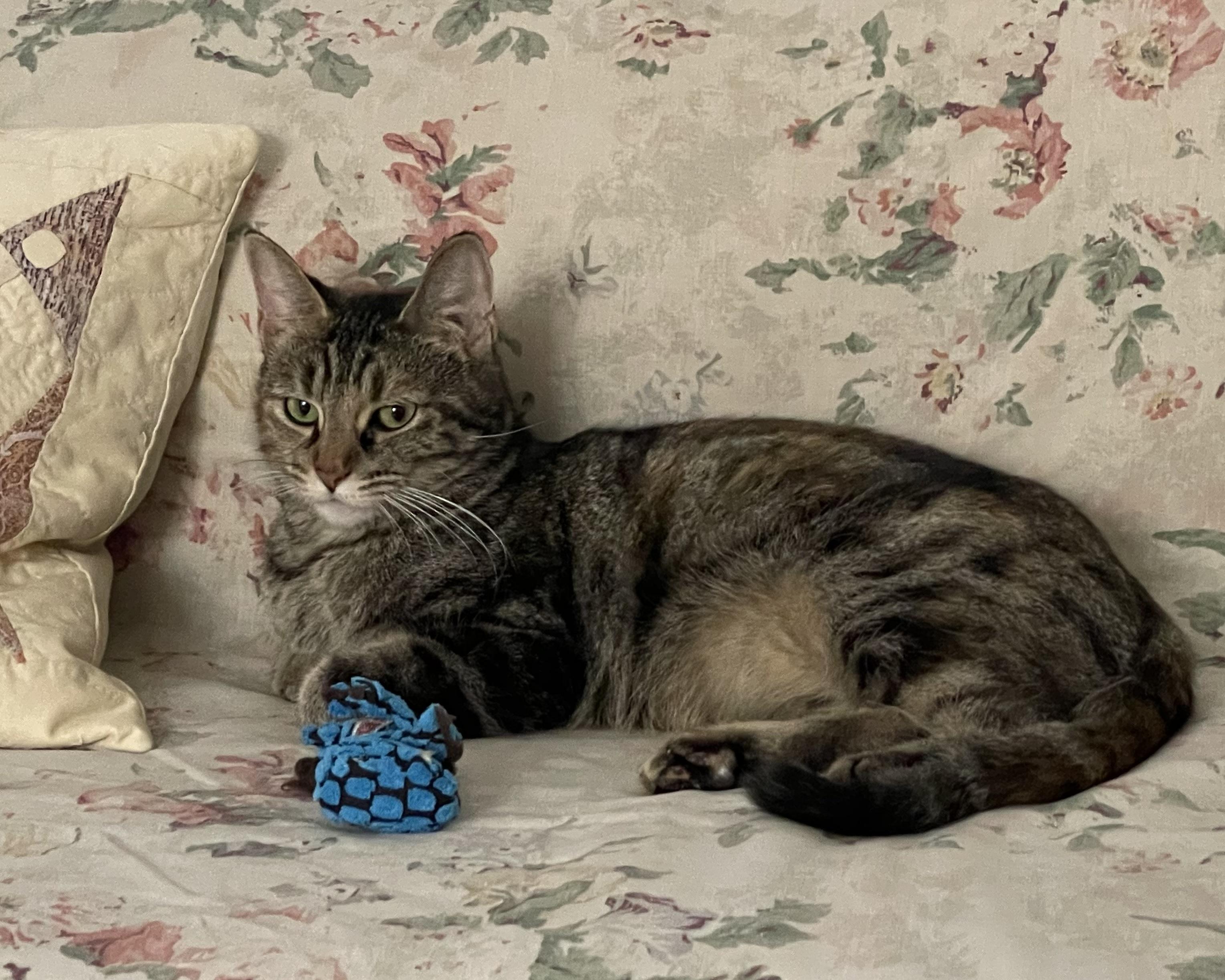 Cinnamon, a Adoptable Domestic Short Hair in San Francisco, CA image 5/6