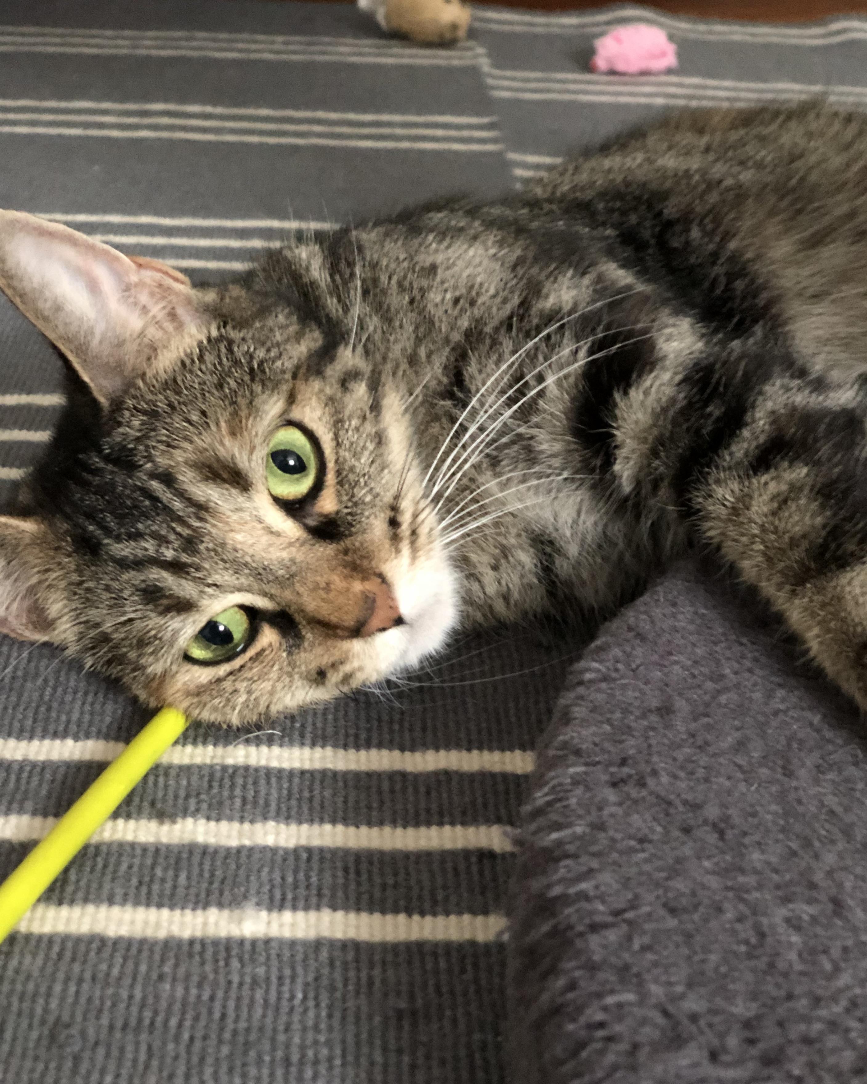 Cinnamon, a Adoptable Domestic Short Hair in San Francisco, CA image 6/6