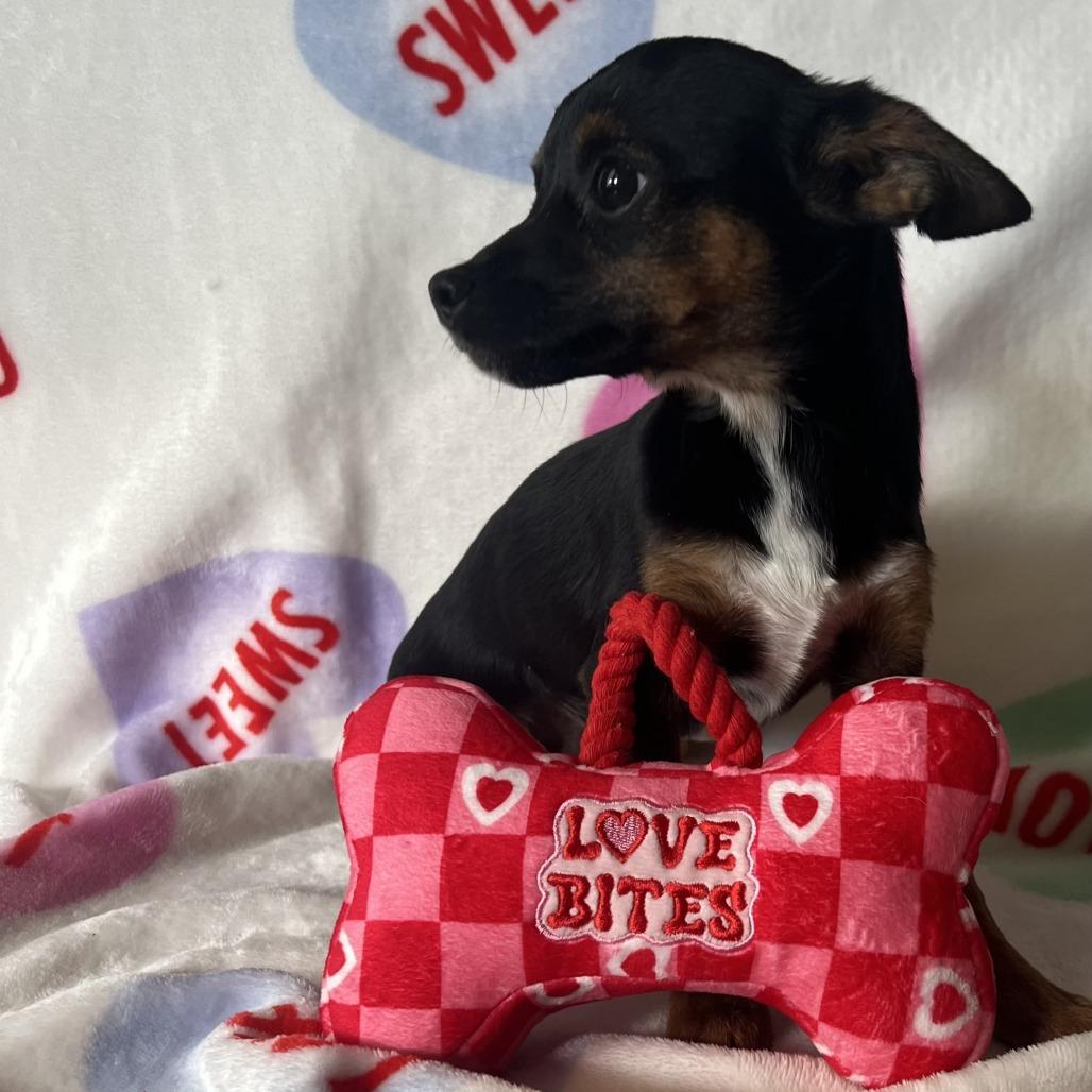 Benji, Adoptable, Young Male Chihuahua.