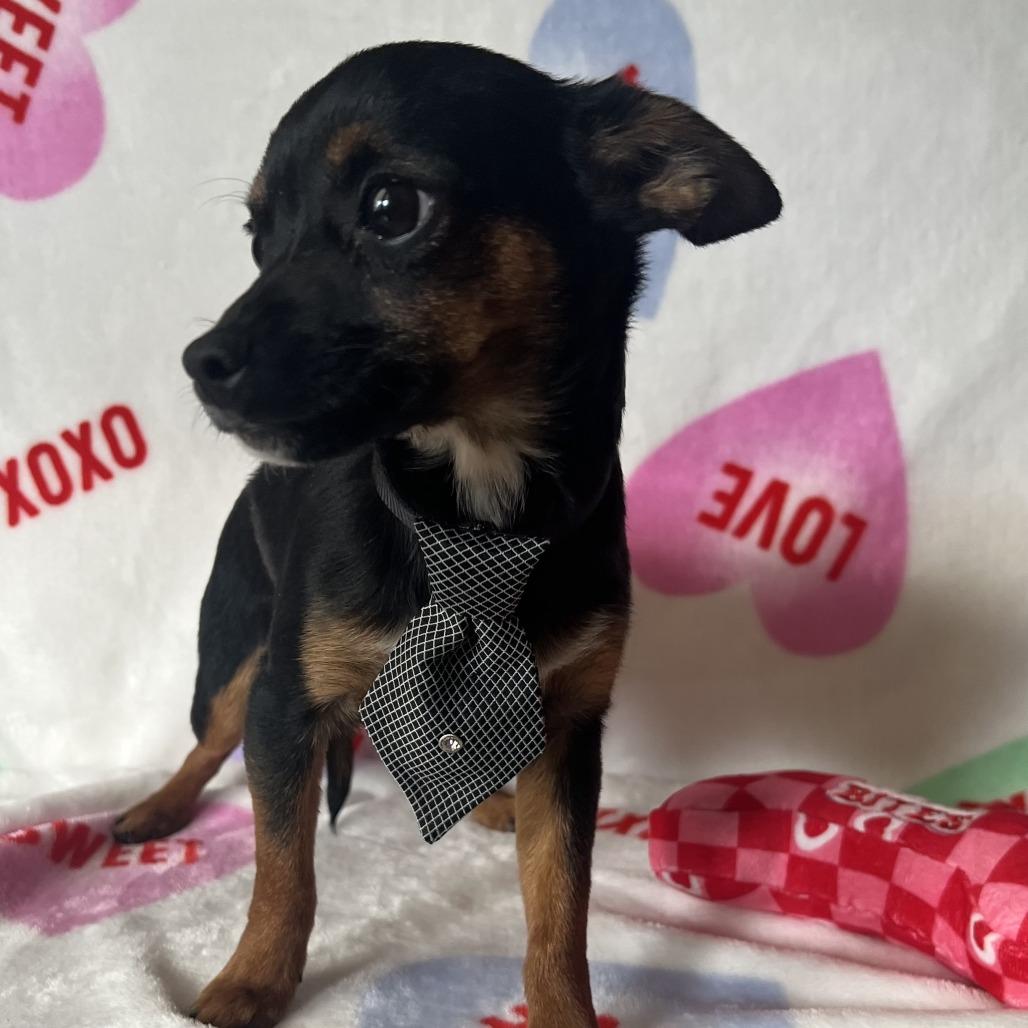 Benji, a Adoptable Chihuahua in Las Vegas, NV image 2/2