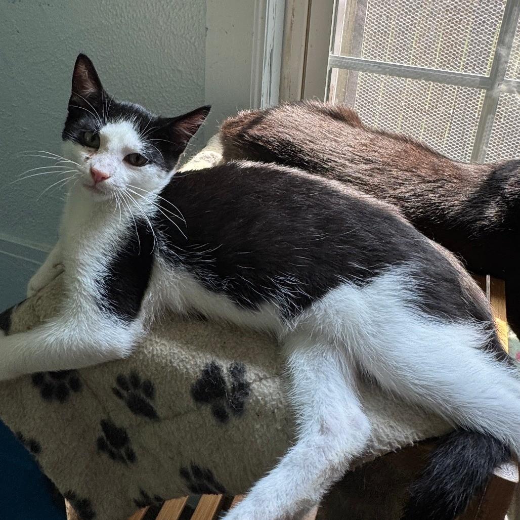 Brandan, Adopted, Young Male Tuxedo.