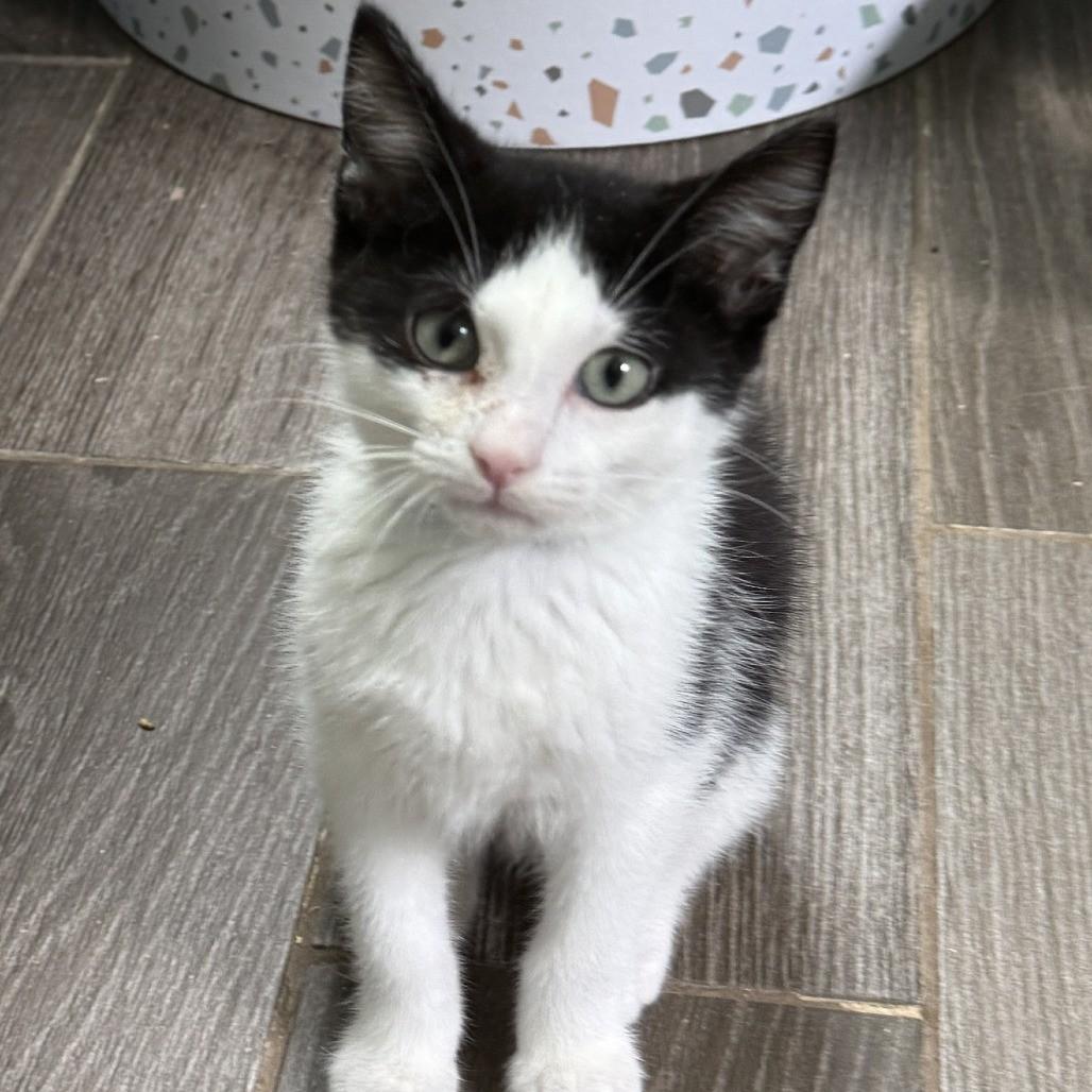 Brandan, a Adopted Tuxedo in Richland, MI image 2/3