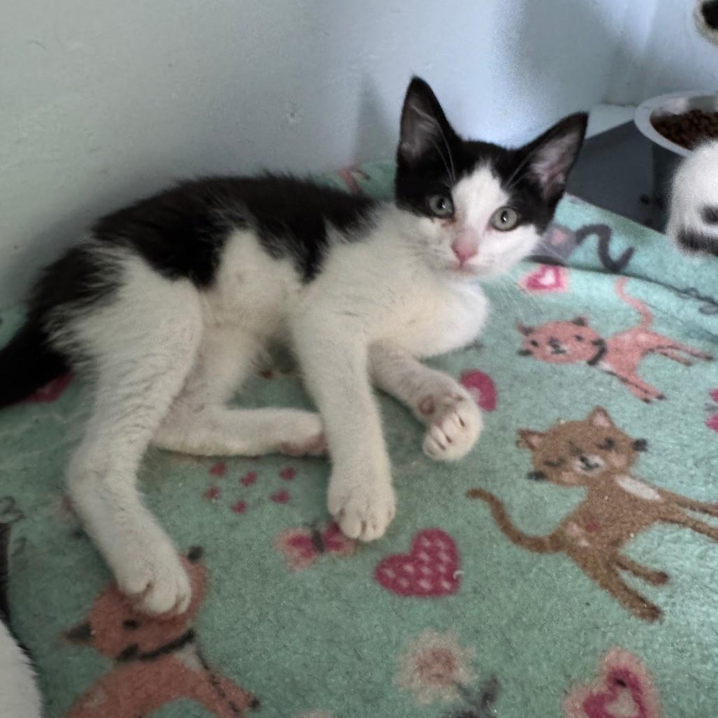 Brandan, a Adopted Tuxedo in Richland, MI image 3/3