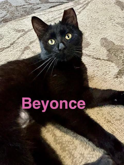 Beyonce, ADOPTABLE, Young Female Domestic Short Hair.