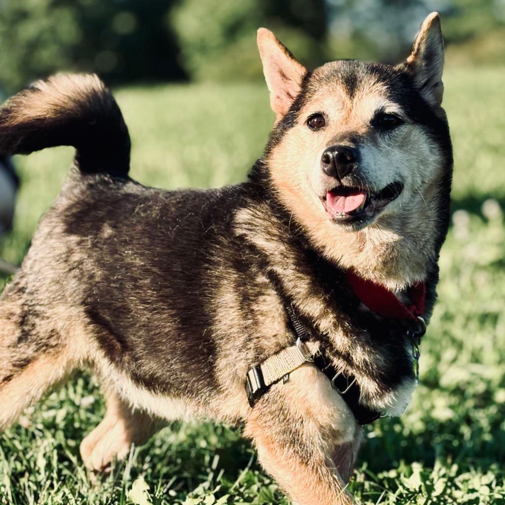 Gracie, Adoptable, Senior Female Shiba Inu.