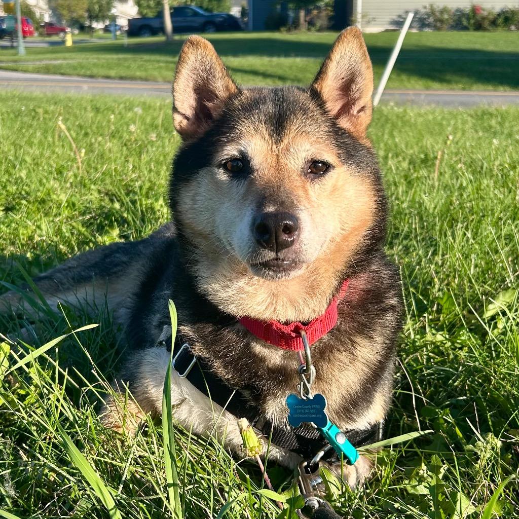 Enlarge Gracie, a Adoptable Shiba Inu in State College, PA image 2/5