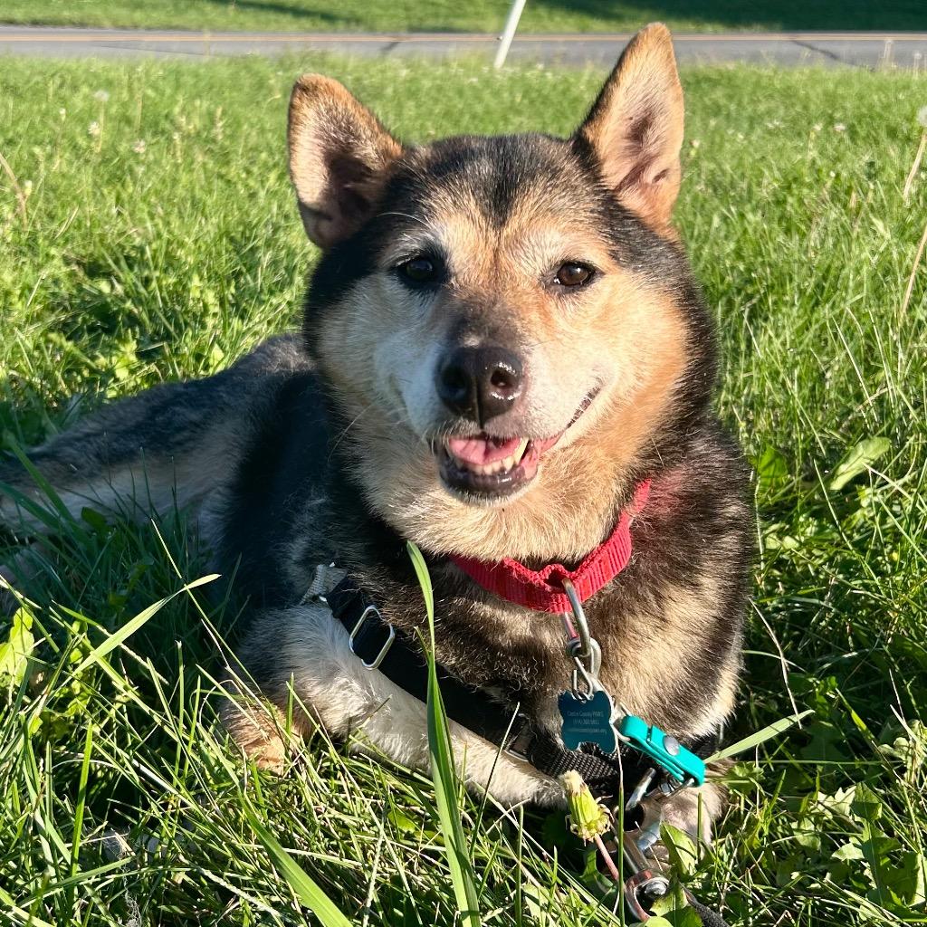 Enlarge Gracie, a Adoptable Shiba Inu in State College, PA image 3/5