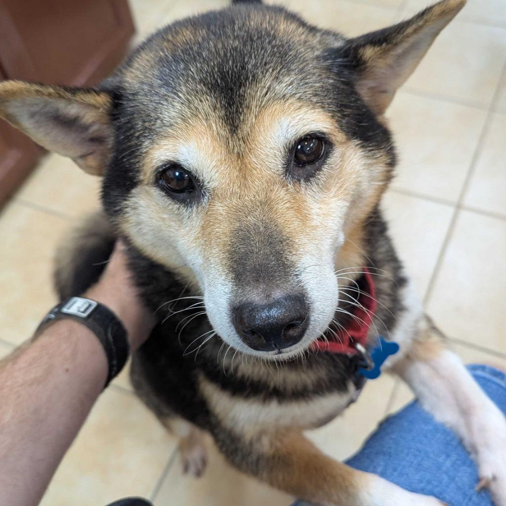 Enlarge Gracie, a Adoptable Shiba Inu in State College, PA image 4/5