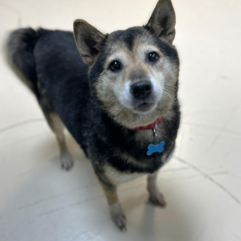 Enlarge Gracie, a Adoptable Shiba Inu in State College, PA image 5/5