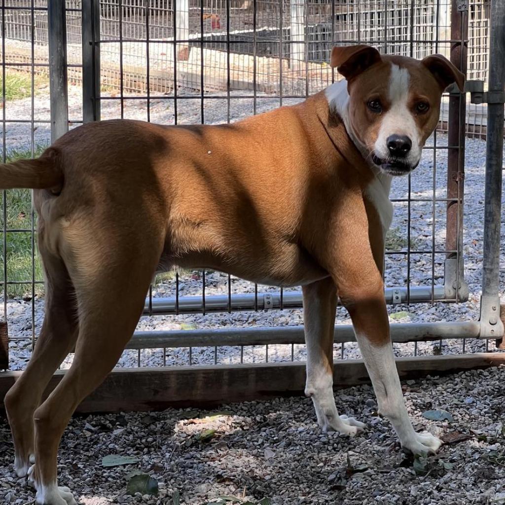 Bark Wahlberg (Crusher), Adoptable, Adult Male Redbone Coonhound & Cattle Dog.
