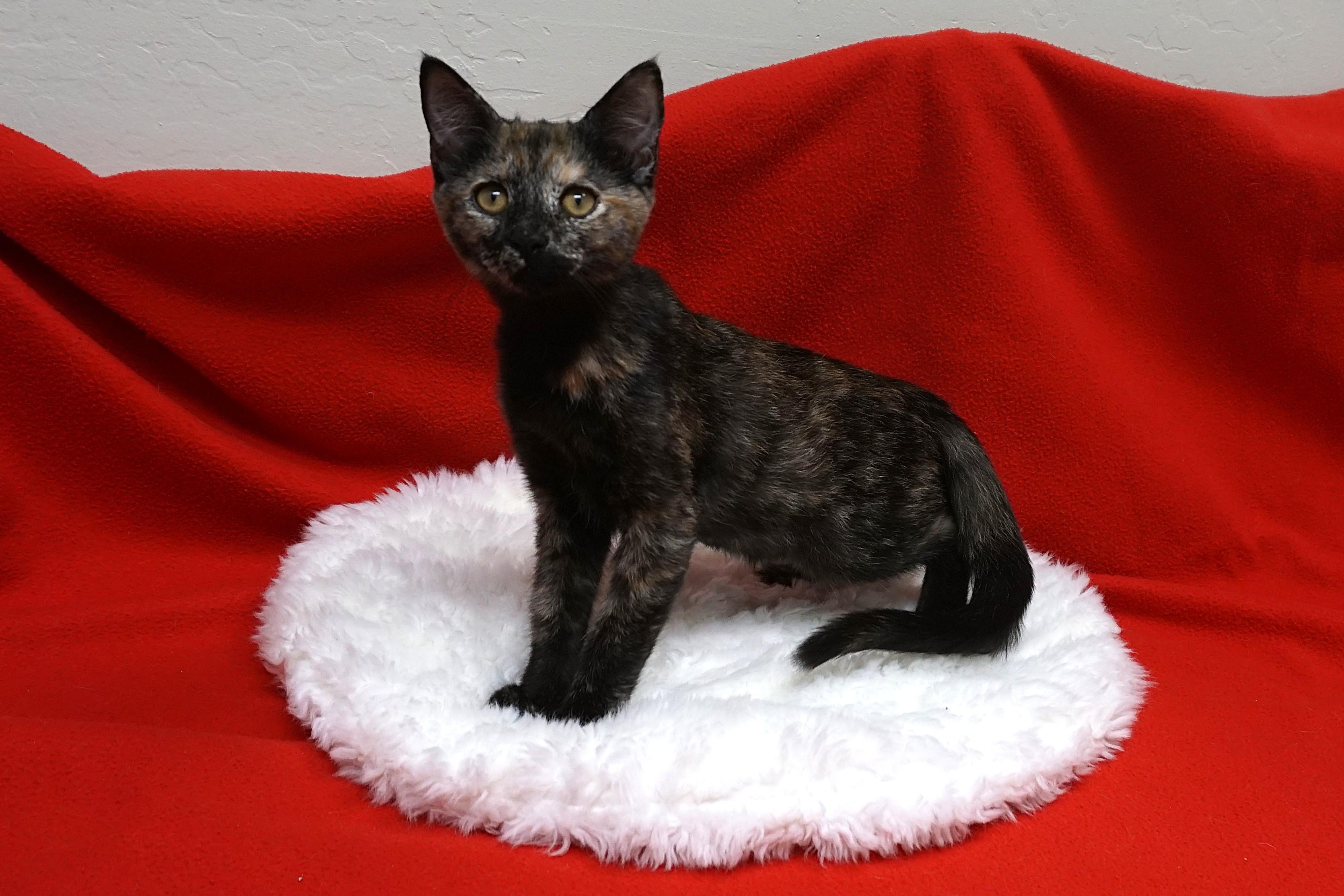 Gloria, a Adoptable Tortoiseshell in Fountain Hills, AZ image 1/2