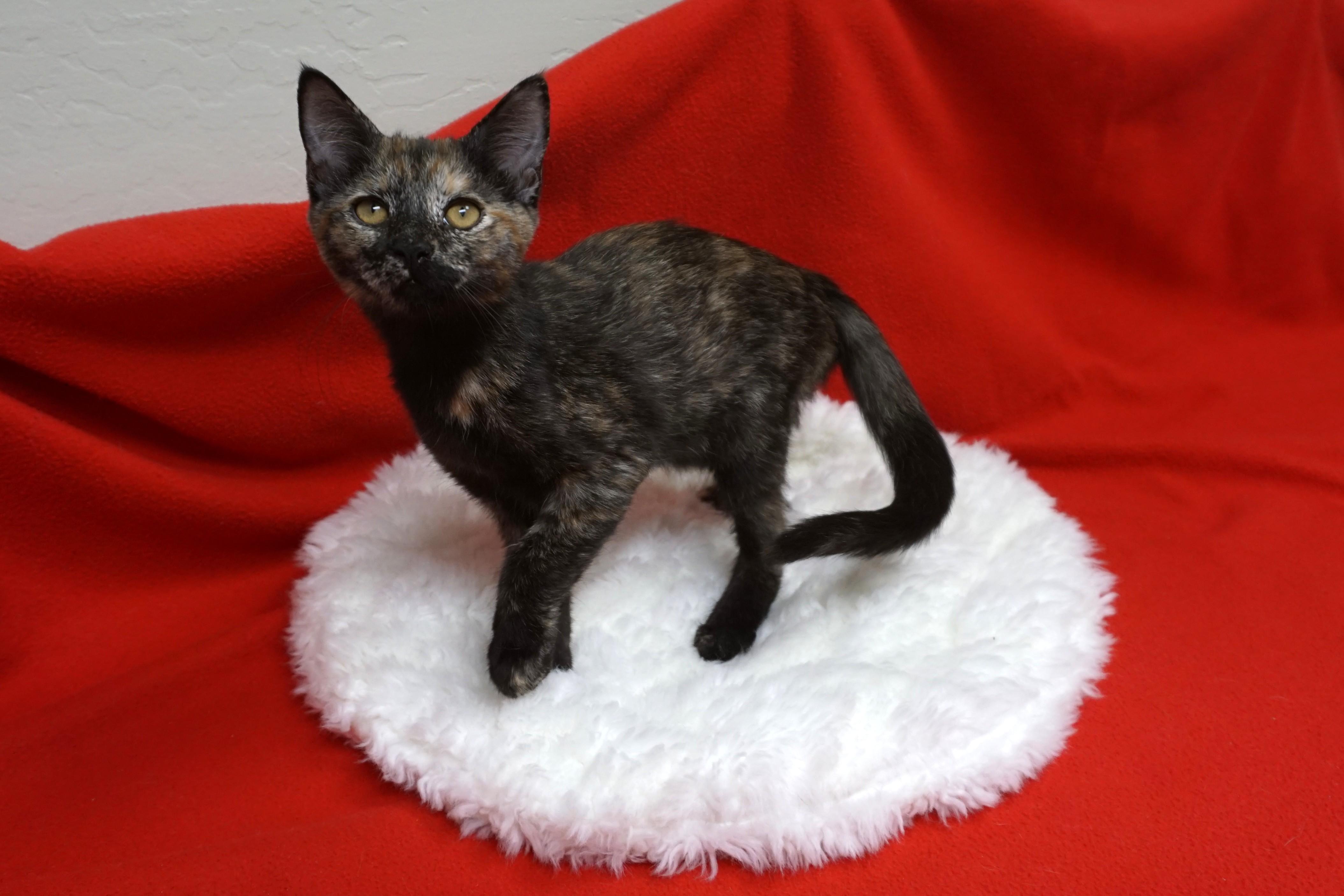 Gloria, a Adoptable Tortoiseshell in Fountain Hills, AZ image 2/2
