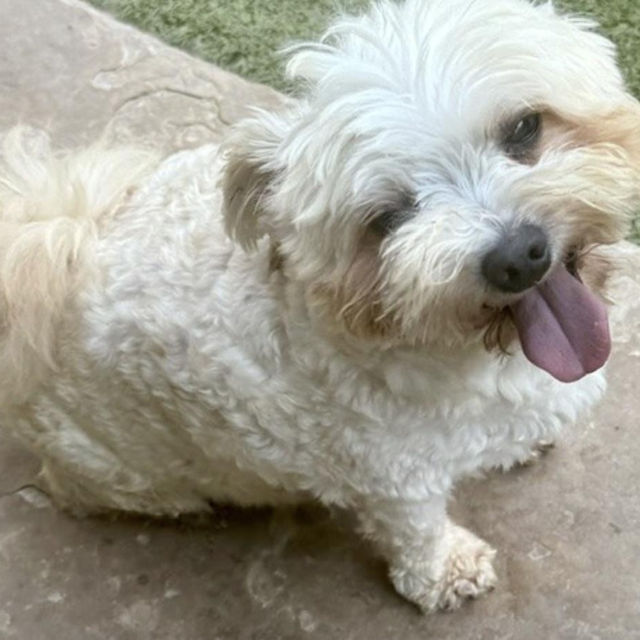 Enlarge TEDDY, a Adoptable mixed breed in kingsport, TN image 2/6