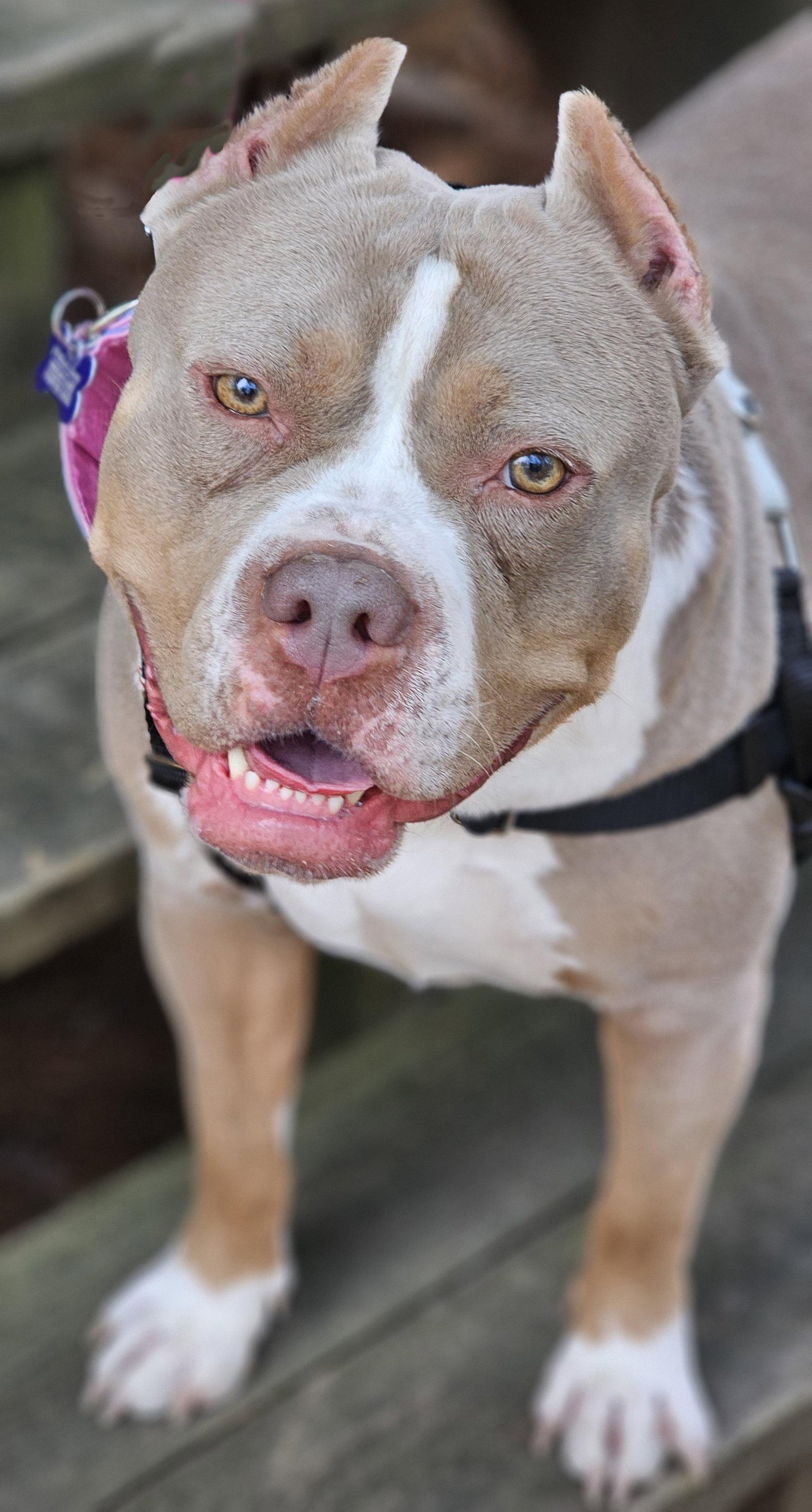 Enlarge Trudy, a Adopted Pit Bull Terrier in Framingham, MA image 1/3