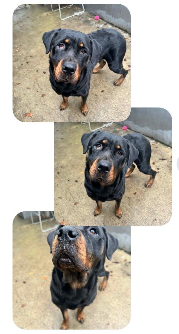 COOKIE, adopted, Adult Female Rottweiler.