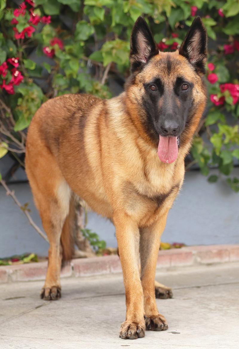 Enlarge Thea von Tengen, a Adoptable mixed breed in Los Angeles, CA image 5/6