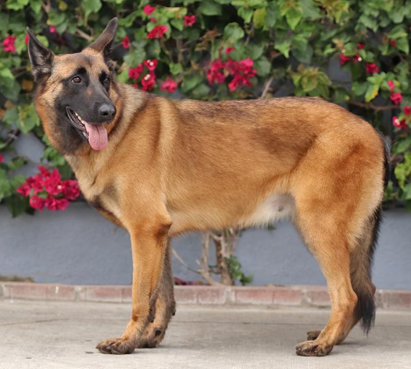 Enlarge Thea von Tengen, a Adoptable mixed breed in Los Angeles, CA image 6/6