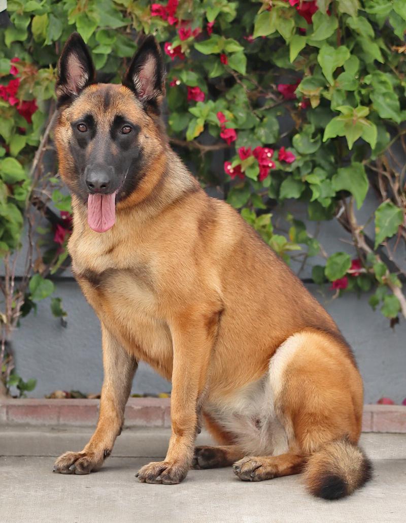 Enlarge Thea von Tengen, a Adoptable mixed breed in Los Angeles, CA image 3/6