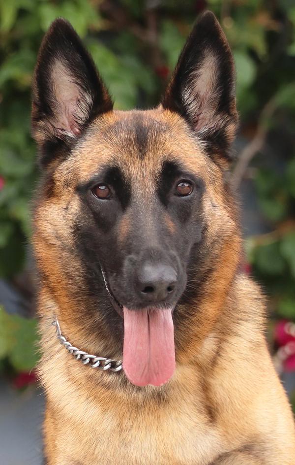 Thea von Tengen, Adoptable, Young Female German Shepherd Dog & Belgian Shepherd / Malinois.
