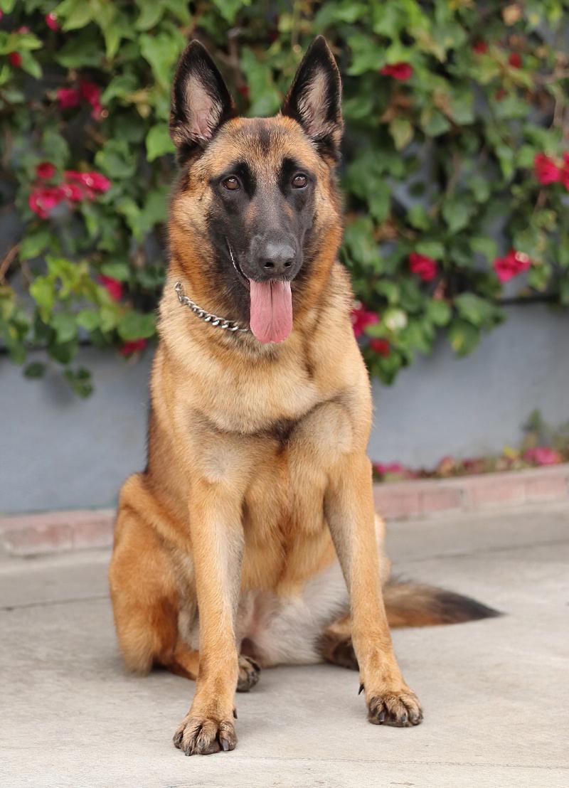 Enlarge Thea von Tengen, a Adoptable mixed breed in Los Angeles, CA image 4/6