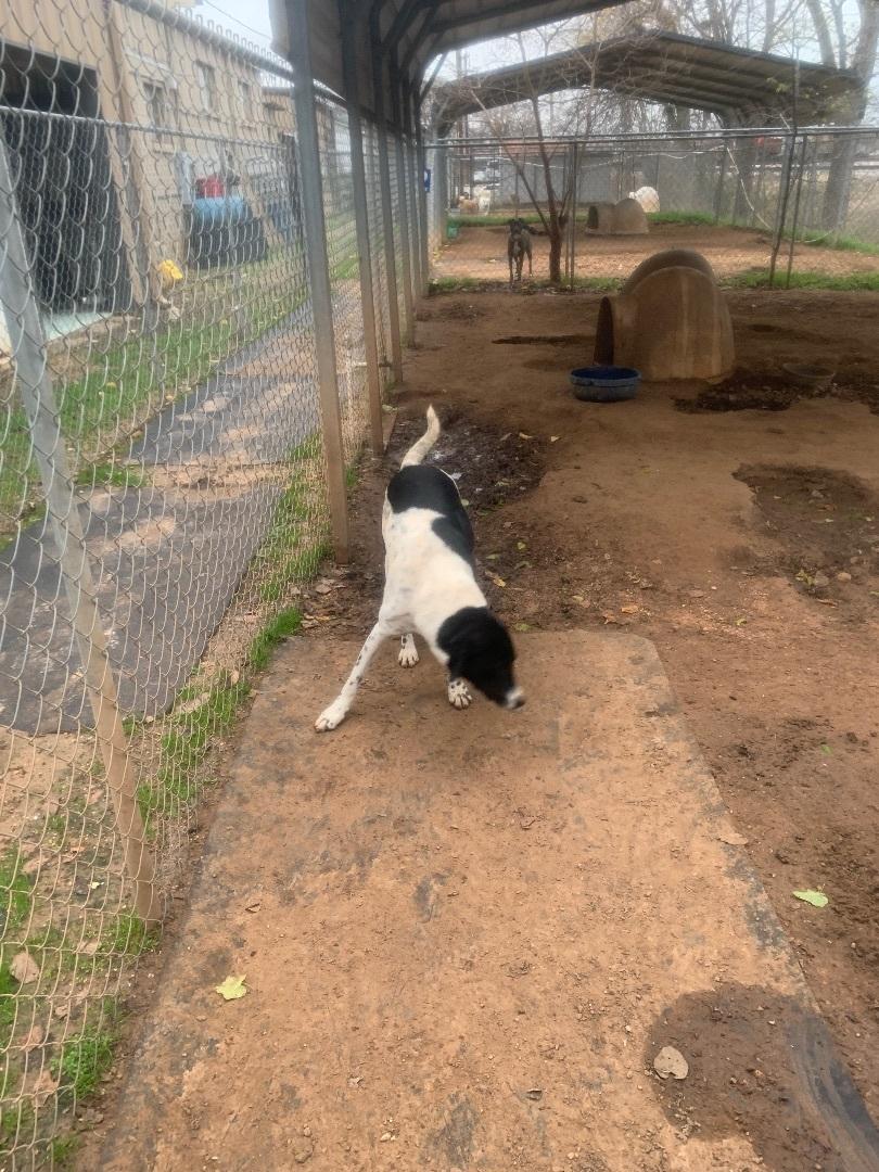 Saddle, Adoptable, Adult Female Mixed Breed & Border Collie.