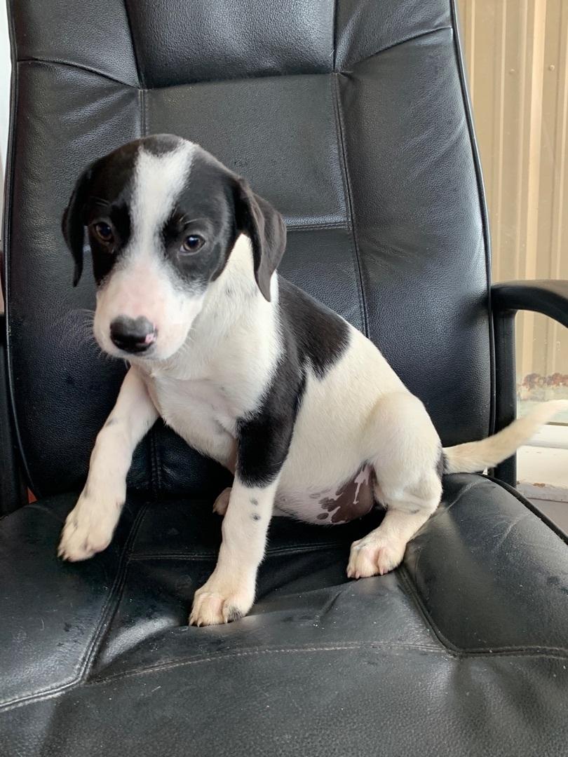 Enlarge Saddle, a Adoptable mixed breed in Hearne, TX image 2/5