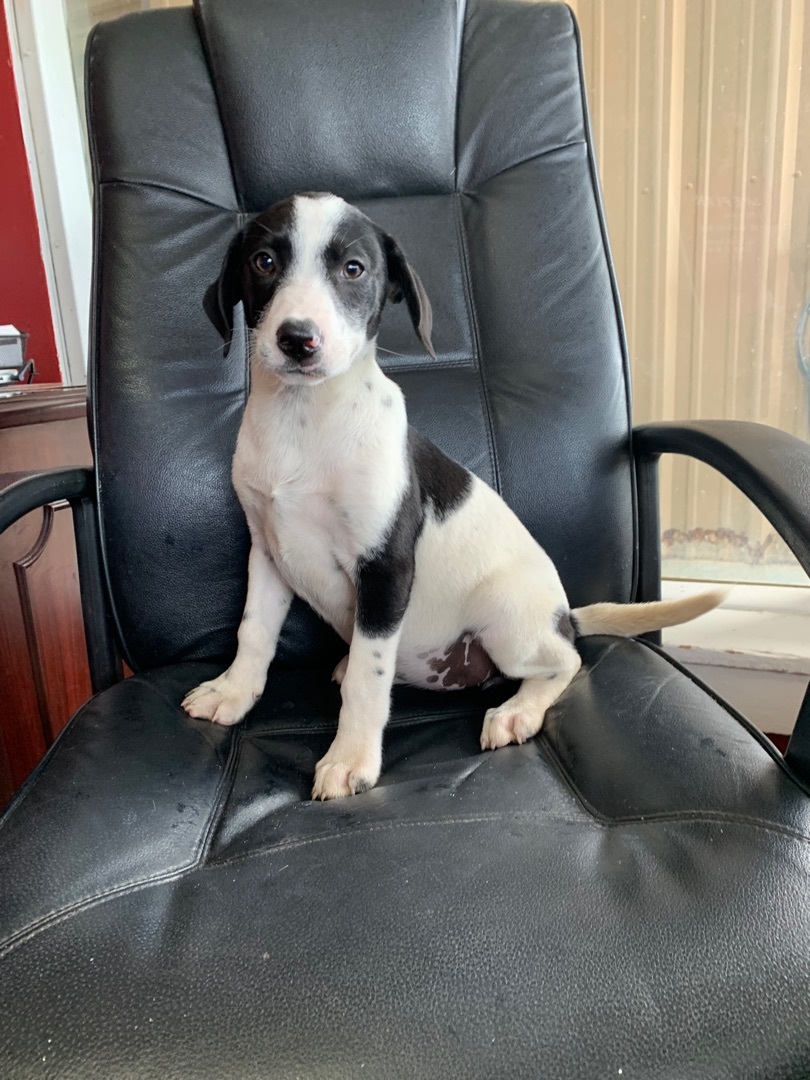 Saddle, Adult Female Mixed Breed