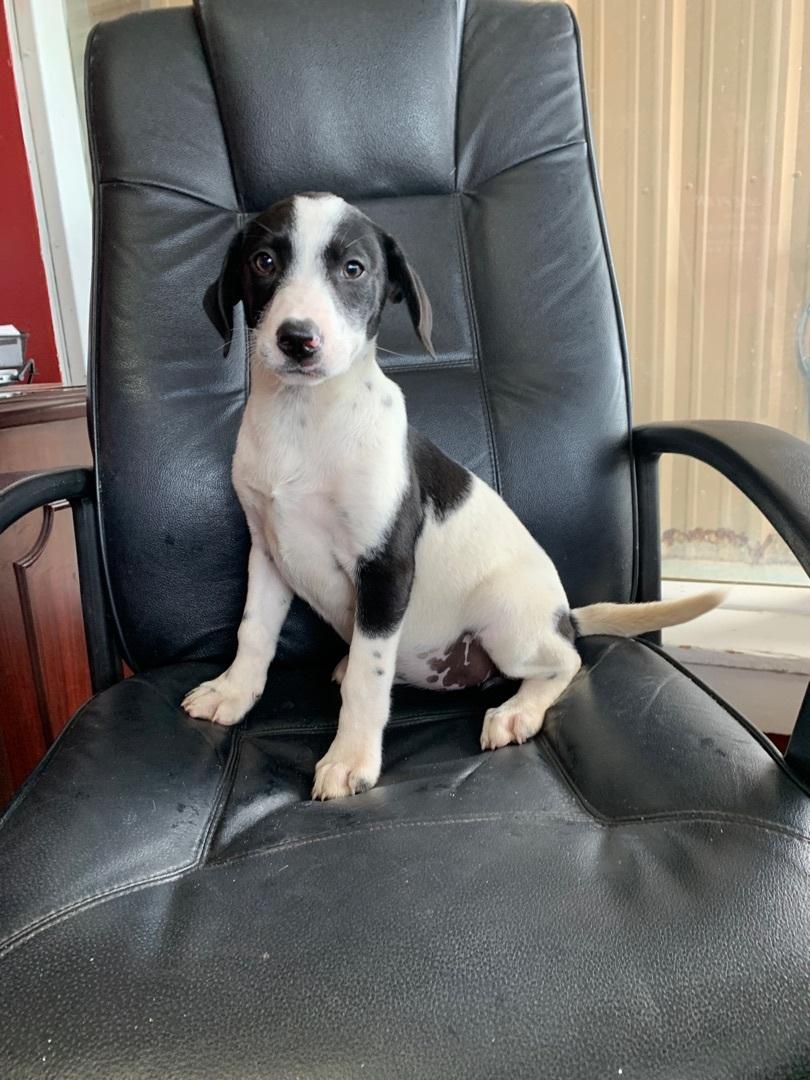 Enlarge Saddle, a Adoptable mixed breed in Hearne, TX image 3/5