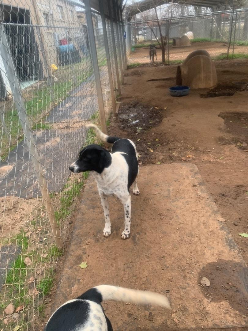 Enlarge Saddle, a Adoptable mixed breed in Hearne, TX image 4/5