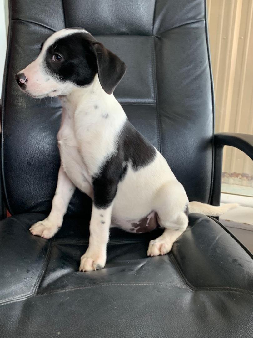 Enlarge Saddle, a Adoptable mixed breed in Hearne, TX image 5/5