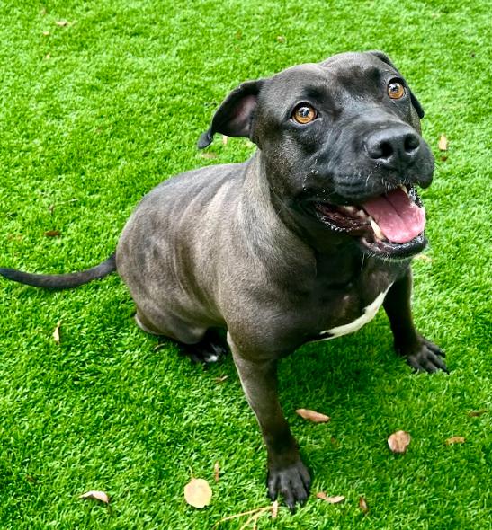 Lacey, Adoptable, Adult Female Mixed Breed.