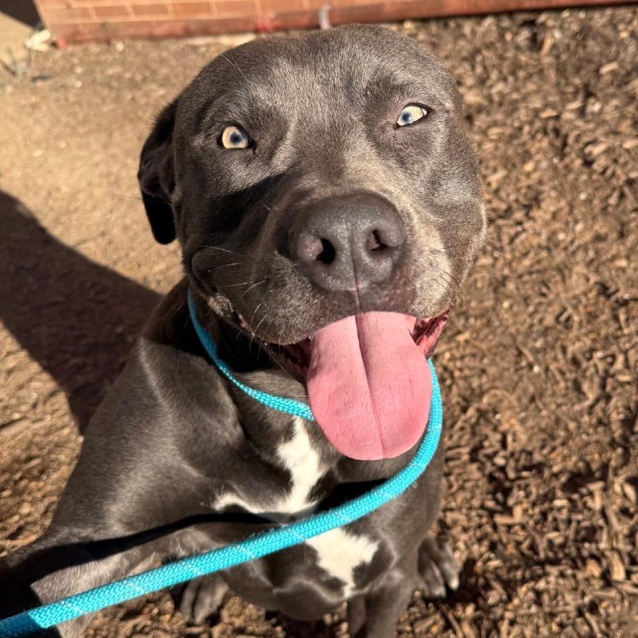 Ace Ventura, Adoptable, Adult Male Pit Bull Terrier.