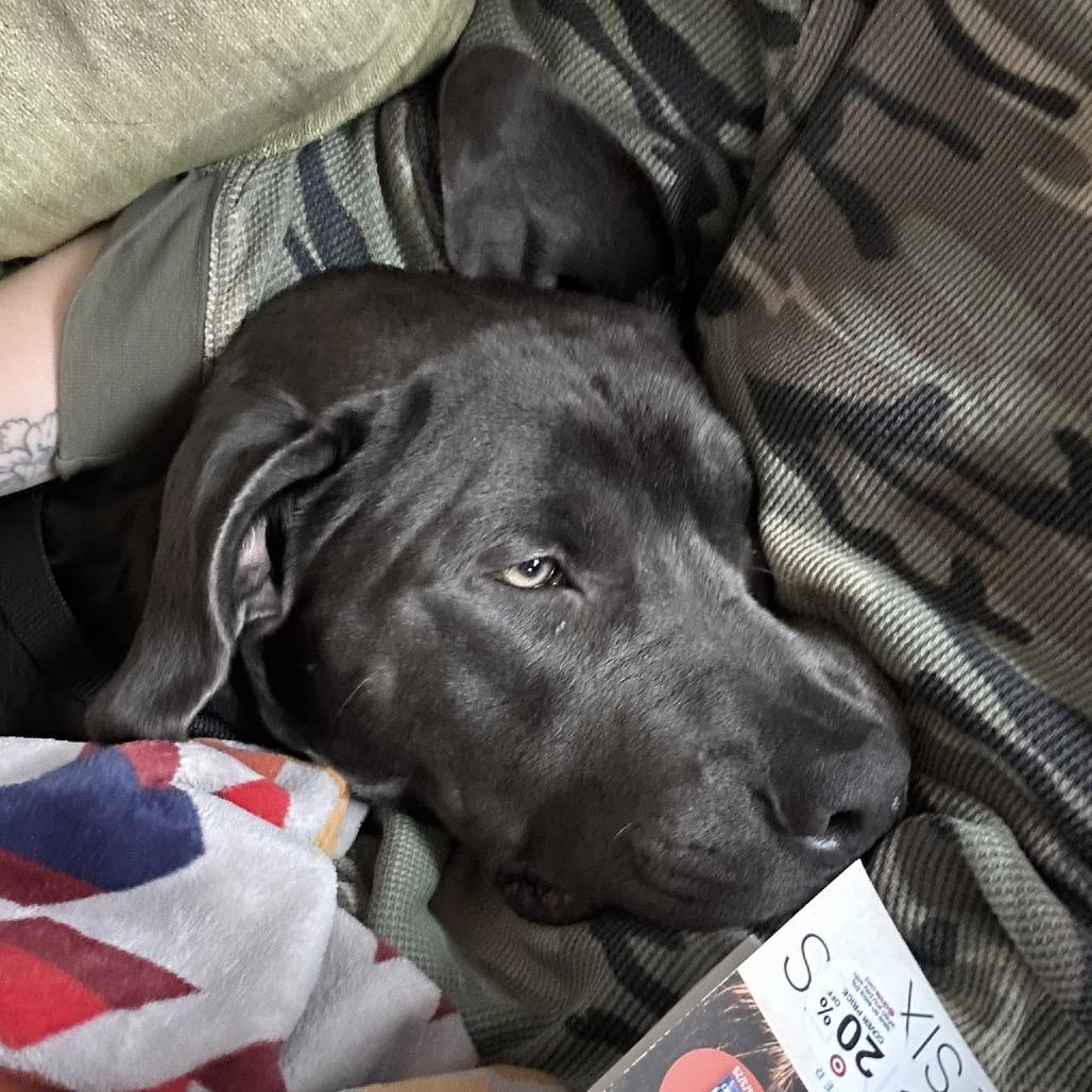 Enlarge Ace Ventura, a Adoptable Pit Bull Terrier in St. Louis, MO image 2/6