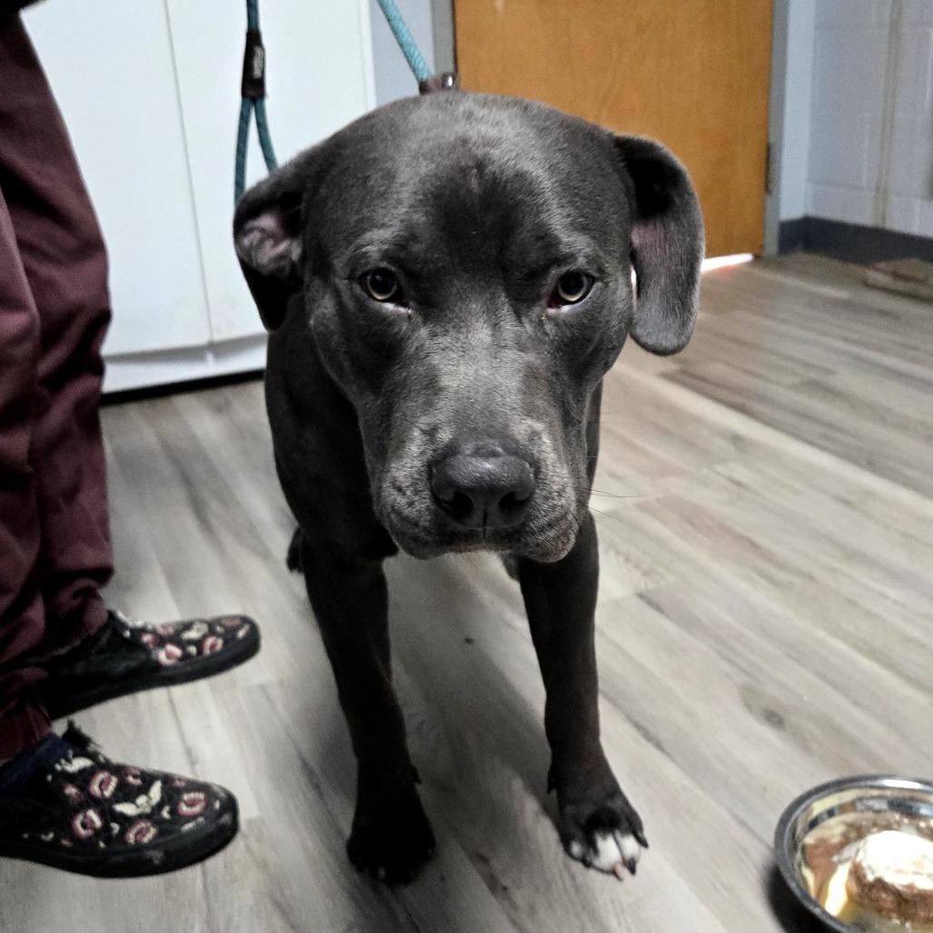 Enlarge Ace Ventura, a Adoptable Pit Bull Terrier in St. Louis, MO image 3/6