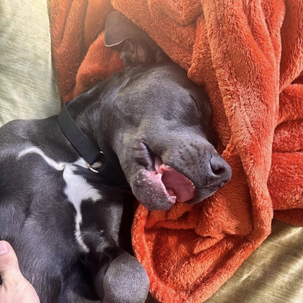 Enlarge Ace Ventura, a Adoptable Pit Bull Terrier in St. Louis, MO image 4/6